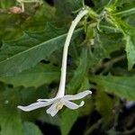 Hippobroma longiflora Flor