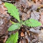 Carduus clavulatus Yaprak