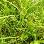 Carex grayi Frukto