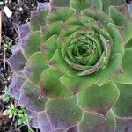 Sempervivum tectorum Leaf