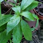 Dianthera secunda Leaf