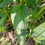 Viola elatior Leaf