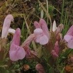 Pedicularis sylvatica Kwiat