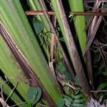 Calathea similis Bark