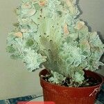 Echeveria pulvinata Ліст