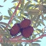 Sterculia murex Fruit