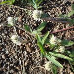 Gomphrena celosioides Характер