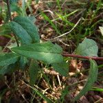 Hieracium virgultorum Blatt