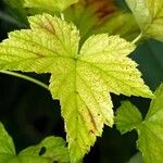 Ribes nigrum Folha