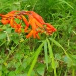 Crocosmia x crocosmiifloraLorea