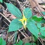 Impatiens noli-tangere Flower