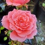 Rosa lucieaeBlomst