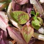 Persicaria capitata Leaf