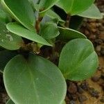 Peperomia blanda Leaf