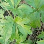 Anemone sylvestris পাতা