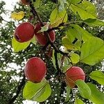 Malus prunifolia Fruit