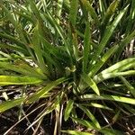 Bromelia karatas অভ্যাস