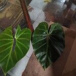 Philodendron verrucosum Blad