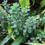 Peperomia verticillata 整株植物