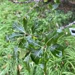 Pittosporum tenuifoliumBlatt