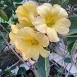 Rhododendron aurigeranum Flower