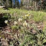 Antennaria parvifolia Кветка