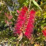 Melaleuca rugulosaBloem