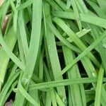 Ipheion uniflorum Leaf