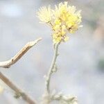 Achillea ageratum Fruit