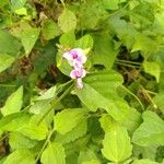 Canavalia rosea Flower