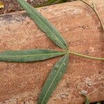 Searsia lancea Blatt