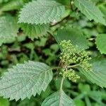 Hydrangea hirta Sonstige