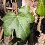 Hedera hibernicaFuelha