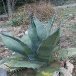 Agave salmiana 葉