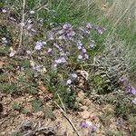 Geranium tuberosum Квітка