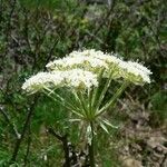 Laserpitium halleri Flower