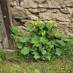 Chelidonium majus ശീലം