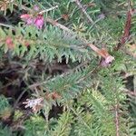 Erica tetralix Hoja