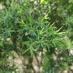 Juniperus oxycedrus Leaf