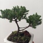Juniperus chinensis Bark