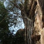 Ficus virens Habit