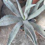 Agave asperrima