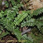 Asplenium foreziense Costuma