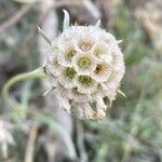 Lomelosia graminifolia Frutto