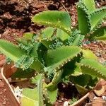 Kalanchoe ceratophylla Blatt