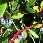 Berberis julianae Frucht