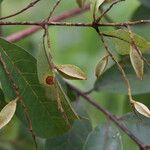 Combretum celastroides Blatt