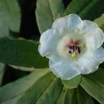 Rhododendron temenium Flor