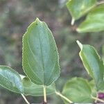 Rhamnus catharticaLeaf