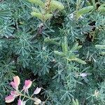 Lupinus arboreus Fruit